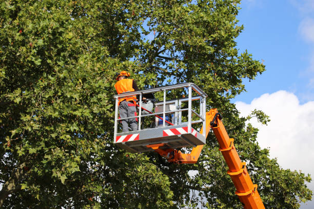 Reliable Vass, NC Tree Removal and Landscaping Services Solutions